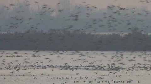Ducks flying at dawn Stock Footage 34313643