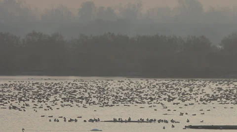 Ducks flying at dawn Stock Footage 34319174