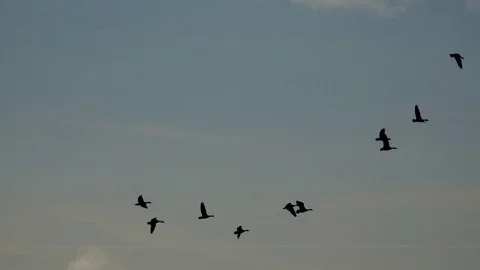 Ducks, flying ducks move north in the afternoon. Stock Footage 83523760