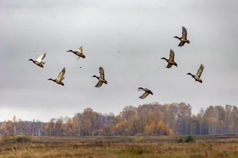 Ducks flying fast through the sky with blurry wings on a cloudy autumn day Stock Photos