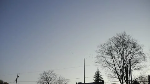 Ducks Flying Stock Footage 22218331