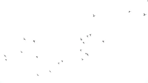 Ducks flying Stock Footage 169936048