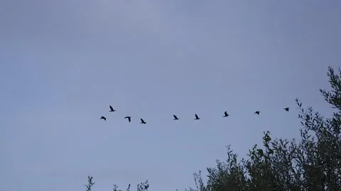 Ducks flying on formation Stock Footage 233455638