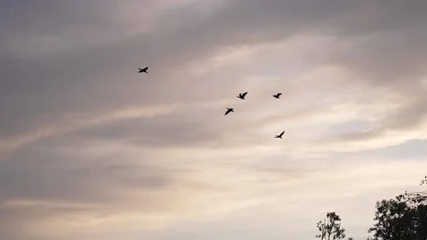 Ducks flying on formotion in Sunset Stock Footage 233455635