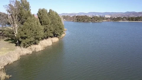 Ducks Flying Up From Lake In Canberra Stock Footage 83608292