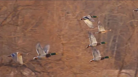 Ducks flying landing Stockbeeldmateriaal 84998877