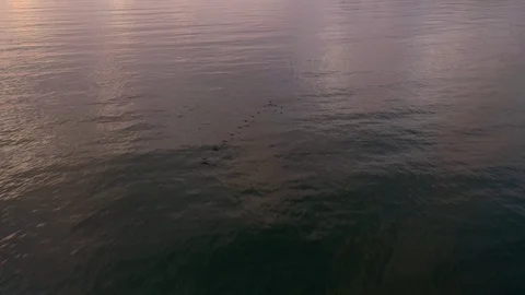 Ducks flying, ocean background, sunset in 4k Video stock 119548582
