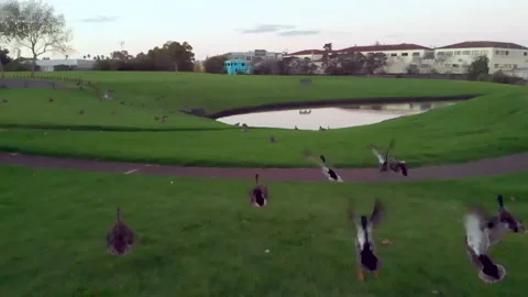 Ducks flying over grass Stock Footage 151693556