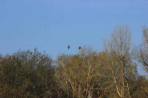 Ducks flying over the nesting area Stock Photos