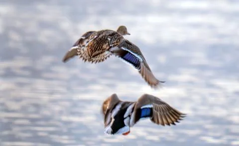 Ducks flying over Stock Photos