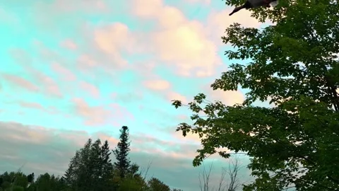 Ducks Flying Overhead In Slow Motion Stock Footage 255174284