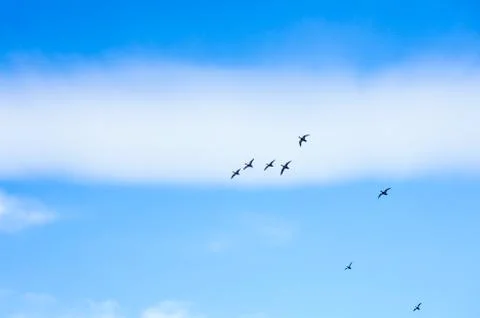 Ducks flying Stock Photos