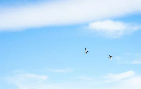 Ducks flying Stock Photos