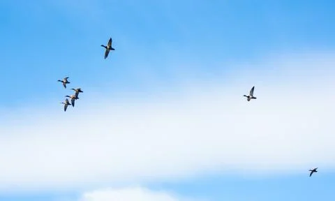 Ducks flying Stock Photos