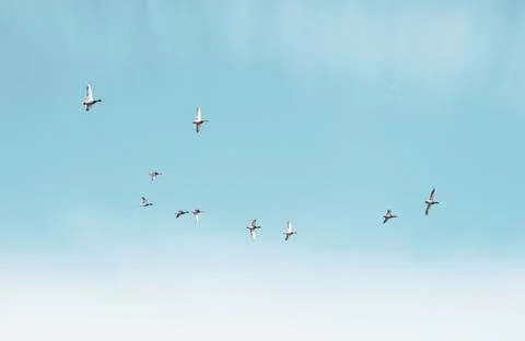 Ducks flying Stock Photos