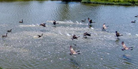 Ducks Flying from a Pond Fotos Stock