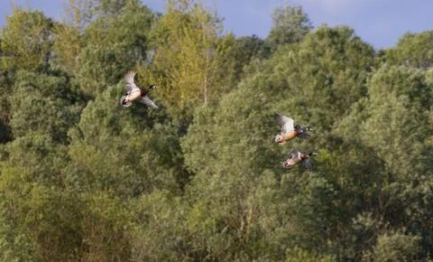 Ducks flying in the sky Stock Photos