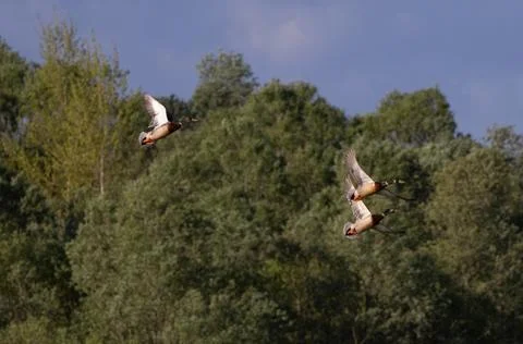 Ducks flying in the sky Stock Photos