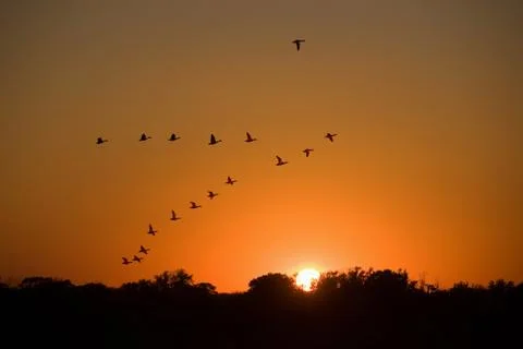 Ducks flying to the sunset Stock Photos