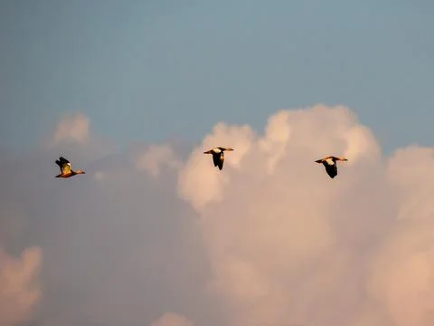 Ducks Flying in the Sunset Sky Stock-Fotos