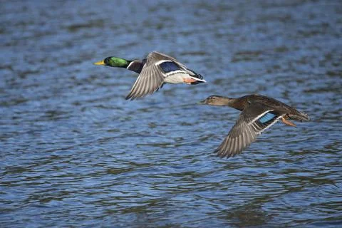Ducks flying together Foto stock