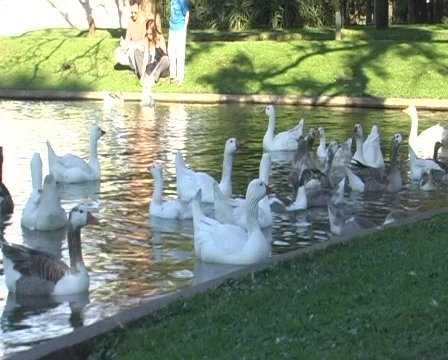 Ducks Stock Footage 85901