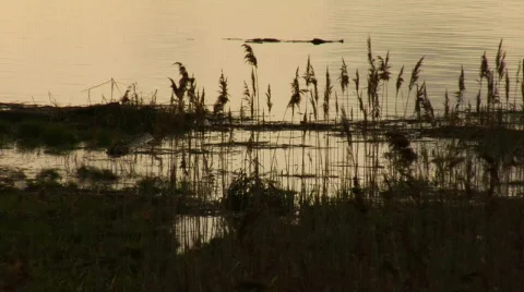 Ducks Stock Footage 181217