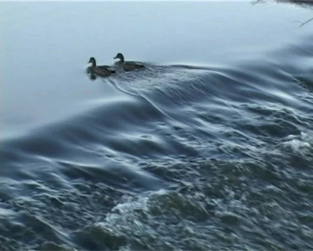 Ducks Stock Footage 312214