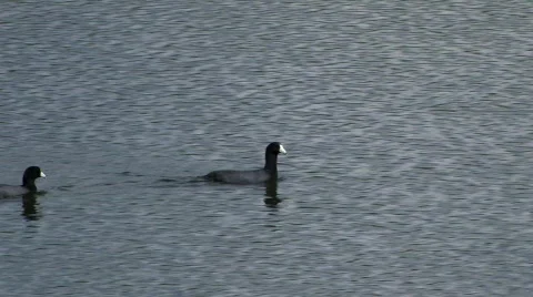 Ducks Stock Footage 324708