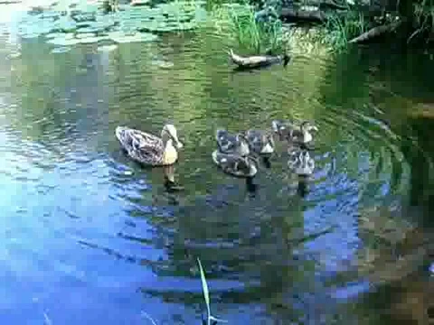 Ducks Stock Footage 385674