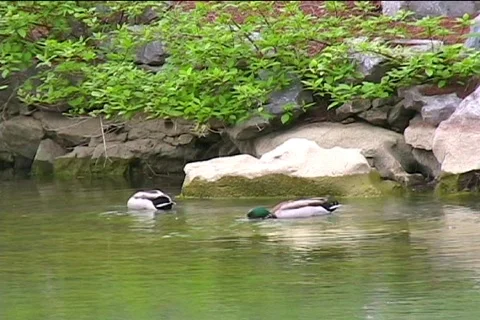Ducks Video stock 398623