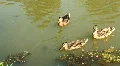 Ducks HD Footage