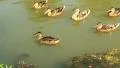 Ducks HD Footage