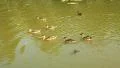 Ducks HD Footage