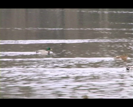 Ducks Stock Footage 492898