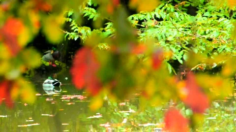 Ducks Stockbeeldmateriaal 532945