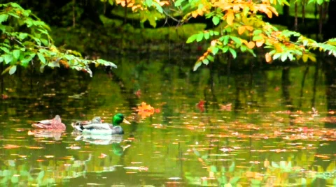 Ducks Vídeos de archivo 532982
