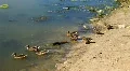 Ducks HD Footage