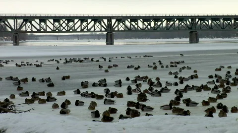 Ducks  動画素材 612947