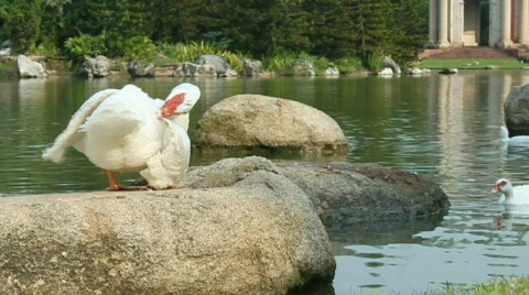 Ducks Stock Footage 657622