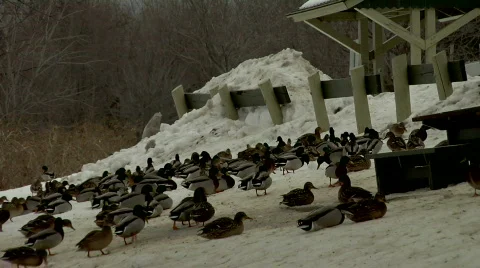 Ducks 動画素材 663169