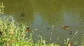 Ducks HD Footage
