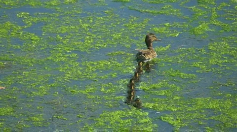 Ducks 库存影片 700545