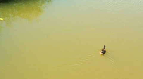 Ducks Stock Footage