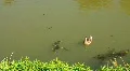 Ducks HD Footage