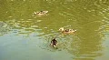 Ducks HD Footage