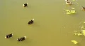 Ducks HD Footage