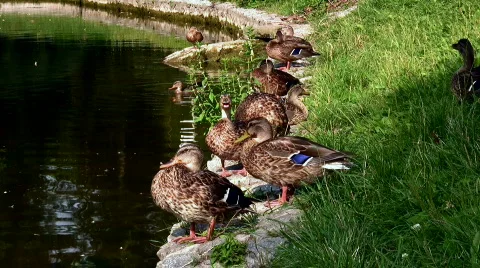 Ducks Video stock 812392