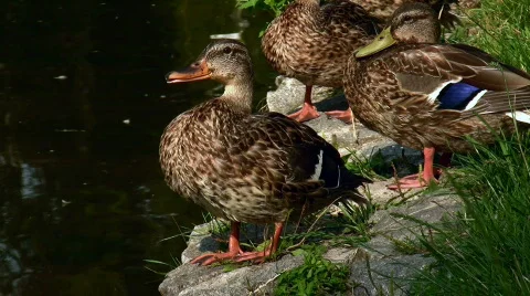 Ducks Video stock 812477