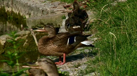 Ducks Video stock 812598